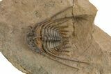 Kettneraspis Trilobite With Long Occipital - Lghaft, Morocco #310615-1